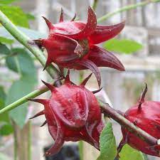 Australian Rosella Hibiscus Flower seeds for Planting - Colorful Display, Heirloom & GMO Free Seeds for Home Garden
 
 Sale for planting in home garden