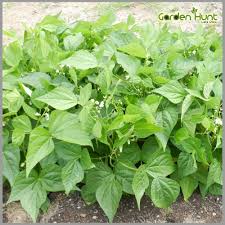White Cattle Bean Seeds  Perfect for Home Vegetable Gardens