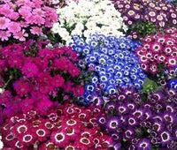 Mixed Cineraria Flower Seeds for Planting – Heirloom NonGMO High Germination Organic Garden Seeds for Colorful Bloom Displays
 
 Sale for planting in home garden