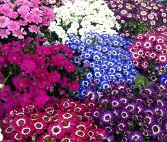 Mixed Cineraria Flower Seeds for Planting – Heirloom NonGMO High Germination Organic Garden Seeds for Colorful Bloom Displays
 
 Sale for planting in home garden