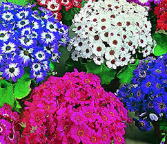 Mixed Cineraria Flower Seeds for Planting – Heirloom NonGMO High Germination Organic Garden Seeds for Colorful Bloom Displays
 
 Sale