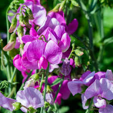 Peach Sweet Pea Flower Seeds for Planting – Heirloom NonGMO High Germination Organic Garden Seeds
 
 Sale for planting in home garden