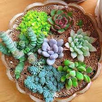 Mixed Sempervivum Hybridum Flower seeds for Planting - Garden Favorite, Heirloom & GMO Free Seeds for Home Garden
 
 Sale seeds for home garden