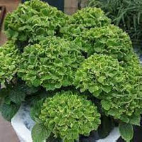 Dark Green Hydrangea Flower seeds for Planting - Easy to Grow, Heirloom & GMO Free Seeds for Home Garden
 
 Sale seeds for home garden