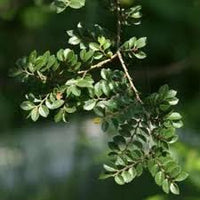 Green Eucalyptus Parvifolia Flower seeds for Planting - Sun Loving, Heirloom & GMO Free Seeds for Home Garden
 
 Sale seeds for home garden