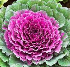 Pink Kale Vegetable Seeds for Planting