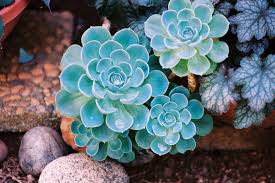 Sky Blue Echeveria Purpusorum Flower seeds for Planting - Seasonal Bloomer, Heirloom & GMO Free Seeds for Home Garden
Sale seeds for home garden
