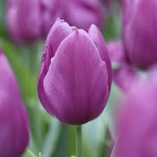 Purple Odorous Tulip Flower seeds for Planting - Compact Growth, Heirloom & GMO Free Seeds for Home Garden
 
 Sale for planting in home garden