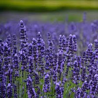 Munstead Lavender (Lavandula angustifolia Munstead) Blue English Fragrant Purple Flower Herb Seeds