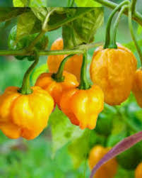 Yellow Reaper Seeds for Planting Hot Pepper Vegetable