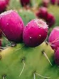 Pink Spineless Opuntia Seeds for Planting Unique Cactus Variety