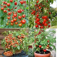100 Pcs