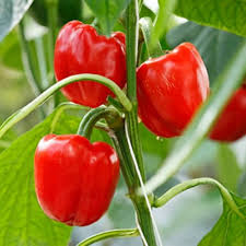 Sweet Pepper Seeds for Planting Vibrant Vegetables for Your Garden