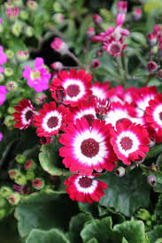 Burgundy Cineraria Flower Seeds for Planting – Heirloom NonGMO High Germination Organic Garden Seeds for ShadeLoving Blooms
 
 Sale