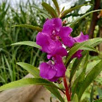Violet Balsam Flower Seeds for Planting – Heirloom NonGMO Organic Garden Seeds – Premium Quality High Germination Blooms
 
 Sale