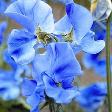 Deep Blue Sweet Pea Flower Seeds for Planting – Heirloom NonGMO High Germination Organic Garden Seeds for SunLoving Blooms
 
 Sale for planting in home garden