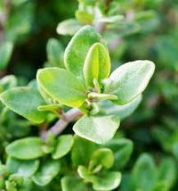 Green Thymus Serpyllum Flower seeds for Planting - Seasonal Bloomer, Heirloom & GMO Free Seeds for Home Garden
 
 Sale seeds for home garden