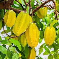 Yellow Carambola Seeds for Planting – Tropical Fruit Delight