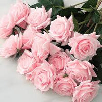 Light Pink Home Garden Rose Flower Seeds Heirloom NonGMO Organic Garden Seeds for Planting
 
 Sale for planting in home garden