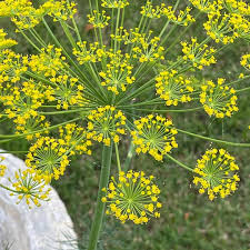 Mammoth Dill (Anethum graveolens) Seeds