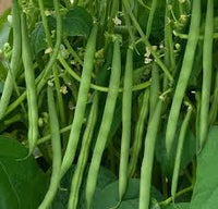 Green Bean Seeds for Planting  Vegetable Garden Essentials