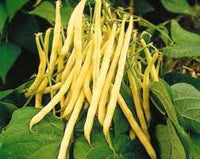 Yellow Bush Bean Seeds for Your Garden