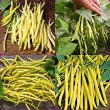 Yellow Bush Bean Seeds for Your Garden