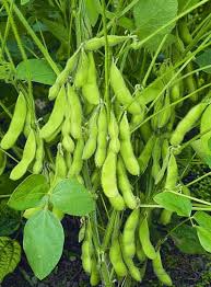 Green Soybean Vegetable Seeds  Perfect for Home Planting