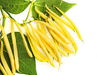 Yellow Bean Vegetable Seeds for Planting