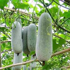 Wax Gourd Planting Seeds Ideal for Your Vegetable Garden