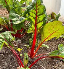 Pink Green Swiss Chard Vegetable Seeds for Garden Planting