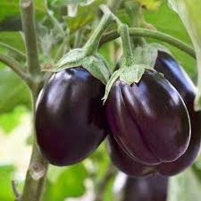 SAFLAX Eggplant Seeds for Easy Planting Grow Your Own Vegetables