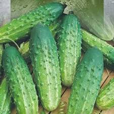Octopus Cucumber Seeds for Planting – Unique Vegetable Garden Seeds for Home Gardens