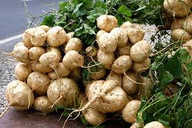 Pachyrhizus Vegetable Seeds for Planting