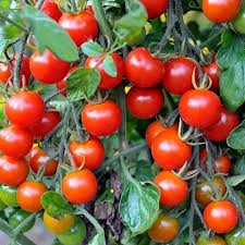 Red Bell Tomato Vegetable Seeds  Perfect for Home Growing
