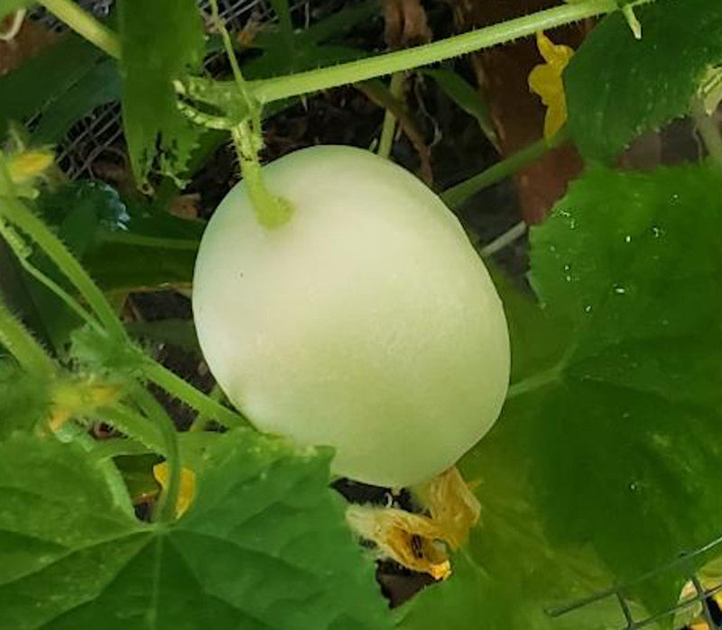 Dragon's Egg Cucumber heirloom seeds for home garden planting