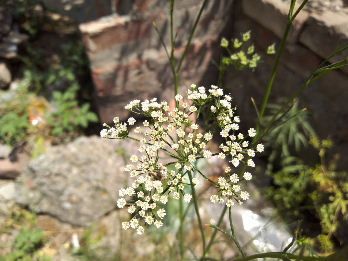 Kala Jeera Imperial Black Cumin (Bunium persicum) Spice Plant Herb Seeds