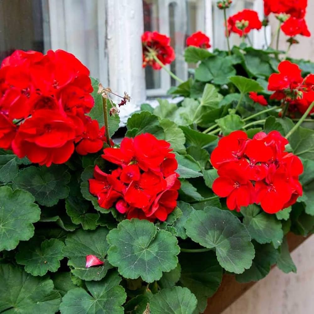 Red Geranium Flores Flower Seeds for Planting Hardy Variety Heirloom & GMO Free Seeds for Home Garden
 
 Sale