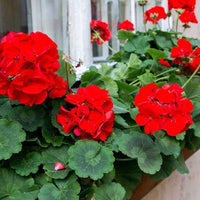 Red Geranium Flores Flower Seeds for Planting Hardy Variety Heirloom & GMO Free Seeds for Home Garden
 
 Sale