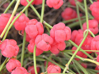 Drought-tolerant Ephedra sinica shrub seeds for outdoor landscapes.