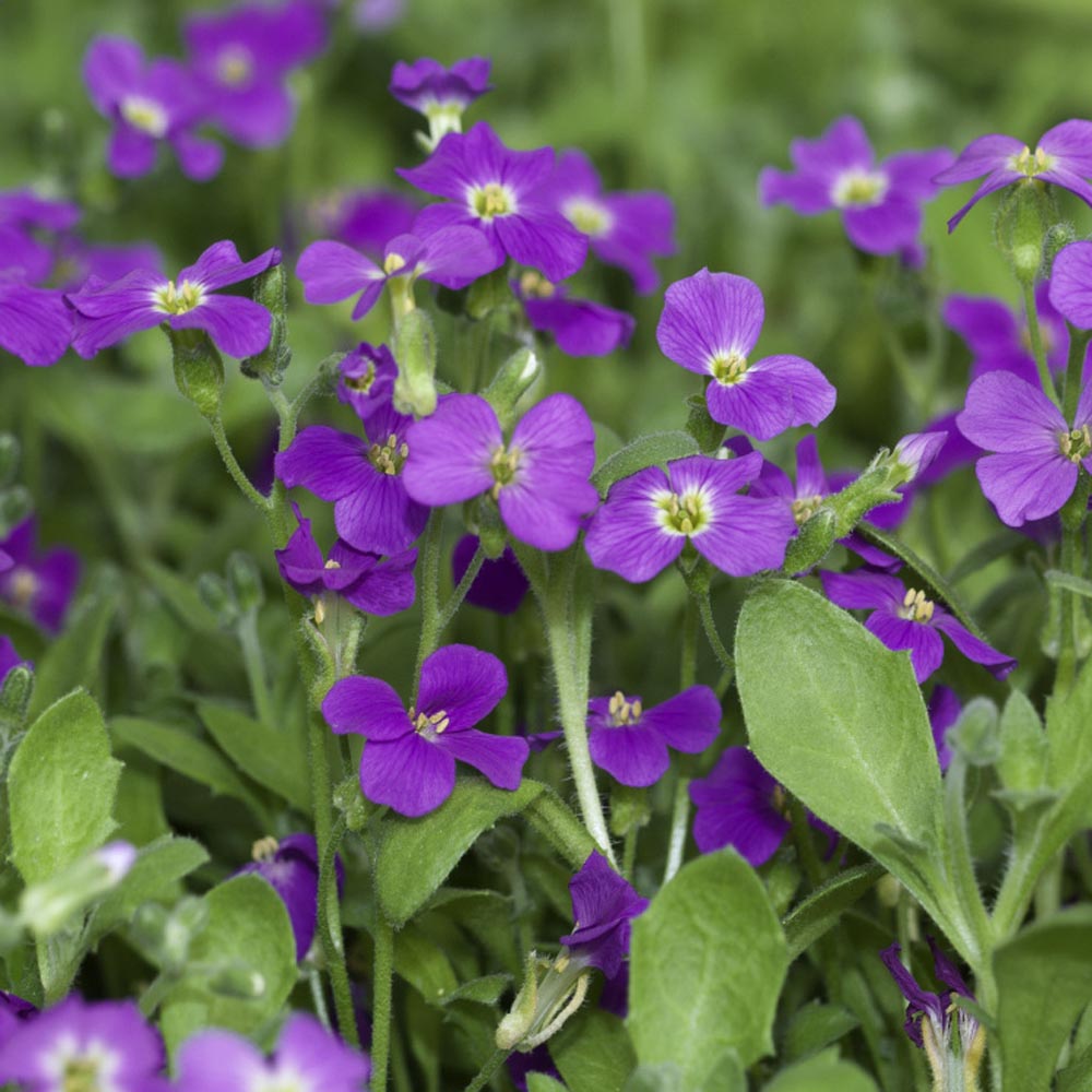 Drought-Tolerant Rock Cress Seeds for Landscaping
