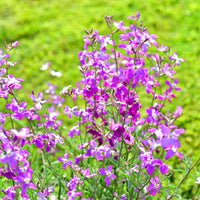 Lavender-Scented Evening Stock Seeds for Fragrant Night-Blooming Flowers
