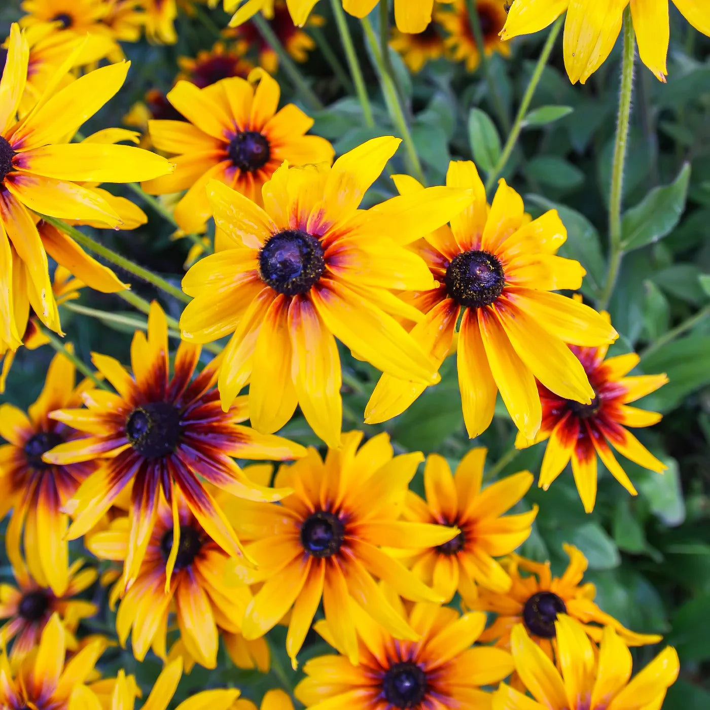 Gloriosa Daisy Seeds for Bright, Bold Daisy Blooms