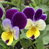 Wavy Viola Tricolor Flower Seeds: Vibrant Blossoms for a Colorful Garden Display