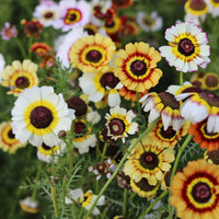 Painted Daisy Chrysanthemum Flower Seeds