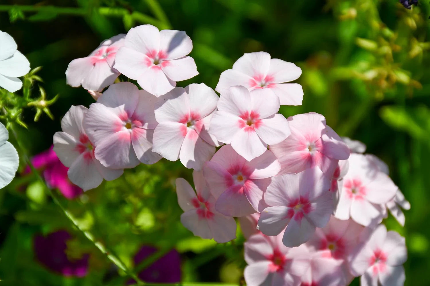 Drummondii flower seeds for planting vibrant blooms
