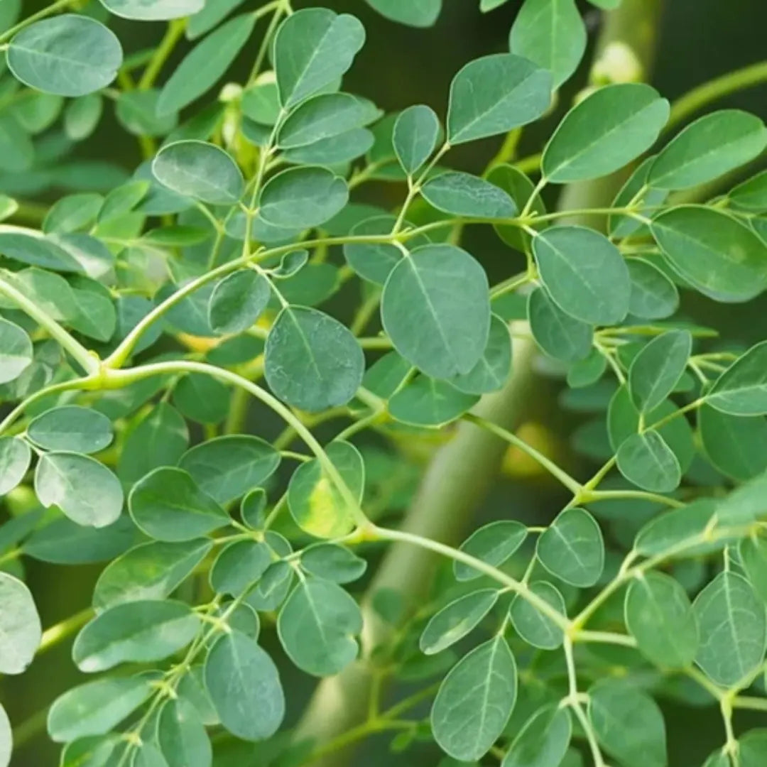 Drumstick Tree seeds suitable for raised beds, containers, and tropical landscapes.