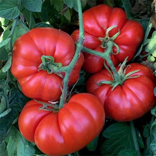 Big Beef Tomato Seeds – Large Red Tomato Variety for Home Garden Growing