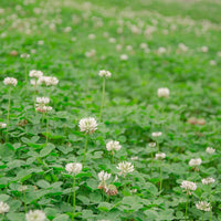 Dutch White Clover growing as a dense green ground cover in a landscape