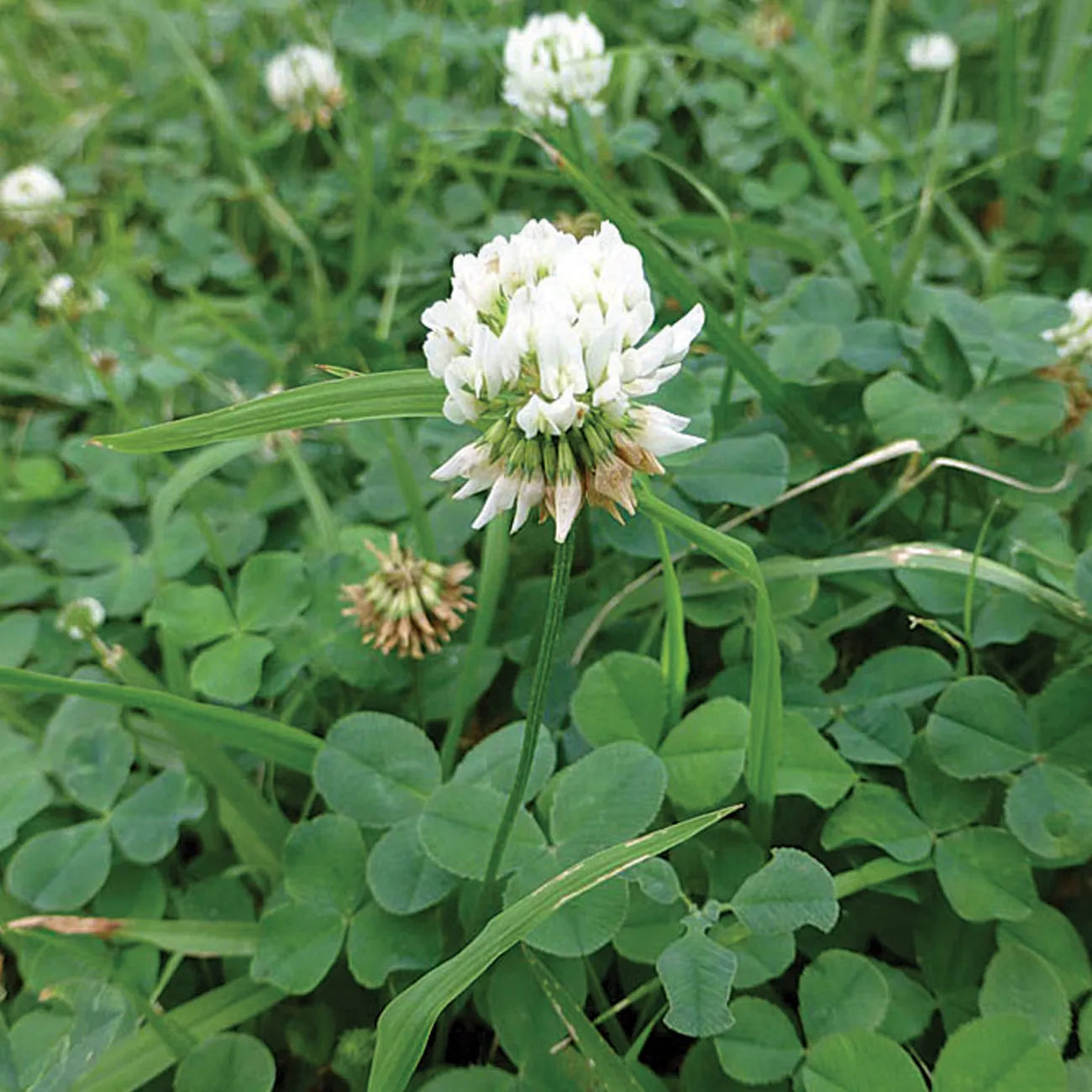 Dutch White Clover nitro coated inoculated seeds for lawn and ground cover planting